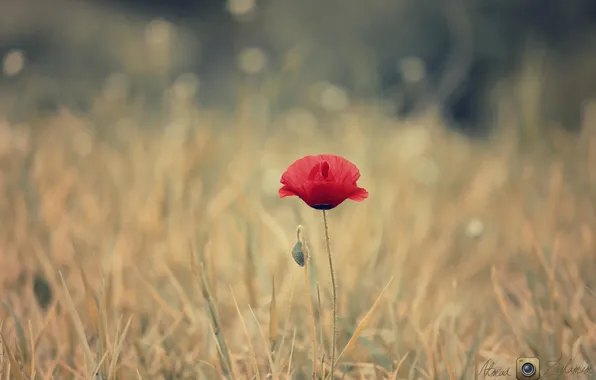 Picture field, flowers, nature, Mac