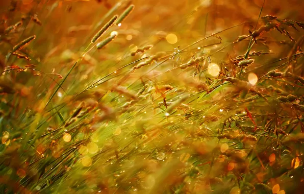 Field, summer, the sun, drops, sunset, glare, bokeh