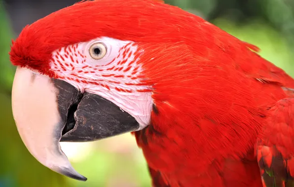 Bird, feathers, beak, parrot