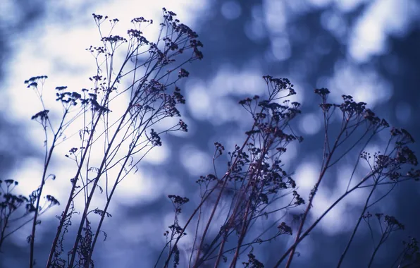 Grass, light, plant, Blik