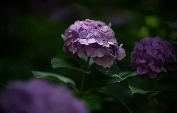 Picture flowers, the dark background, garden, lilac, hydrangea