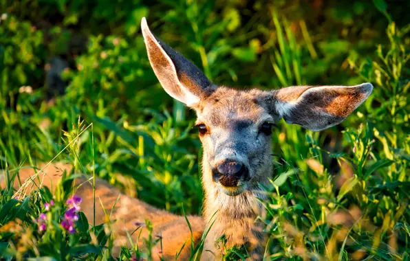 Picture greens, summer, grass, the sun, flowers, deer, bokeh