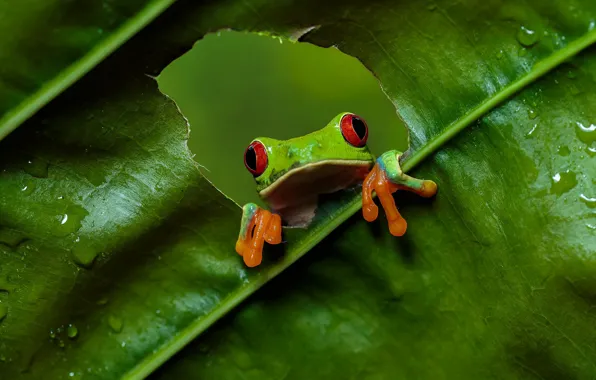 Look, green, leaf, frog, hole, hole, red-eyed tree frog