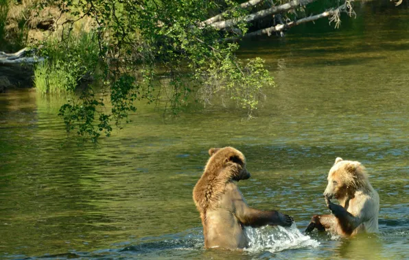 Alaska, USA, water show, river Brooks, two brown bear, national Park Katmai