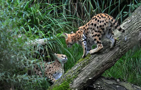Picture grass, cats, pair, log, Serval