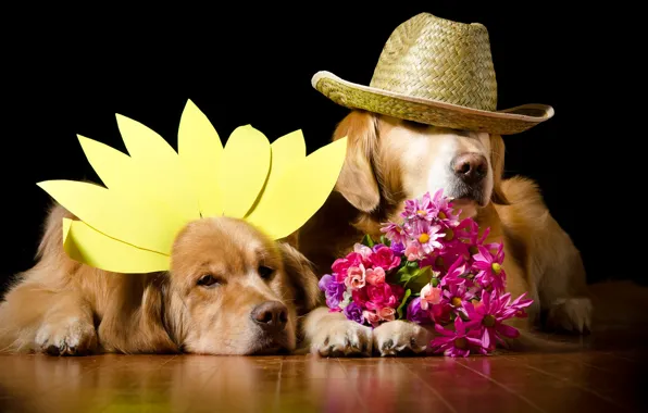 Dogs, flowers, portrait, dog, bouquet, hat, petals, pair