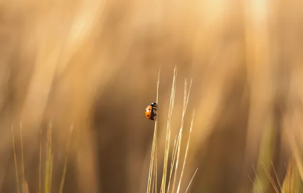 Grass, ladybug, crawling
