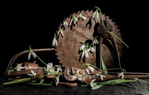 Flowers, spring, rust, snowdrops, instrumento, white, black background, still life