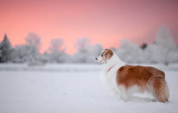 Winter, frost, field, forest, snow, trees, nature, dog