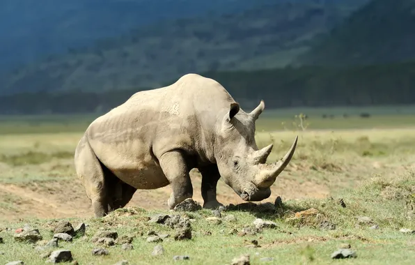 Picture white, rhino, savannah, african