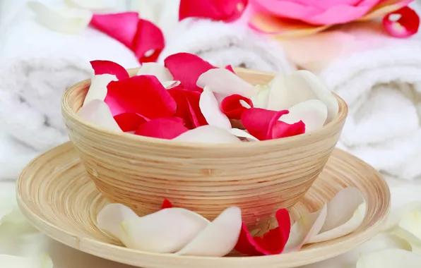 Rose, petals, Cup, saucer