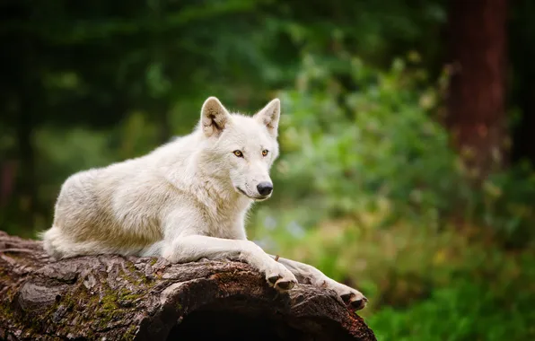 White, wolf, blur