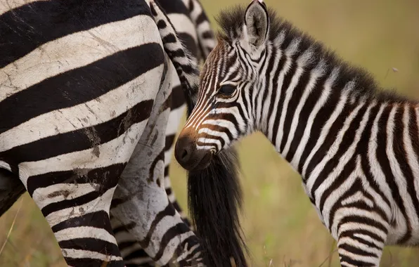 Picture cub, Zebra, foal