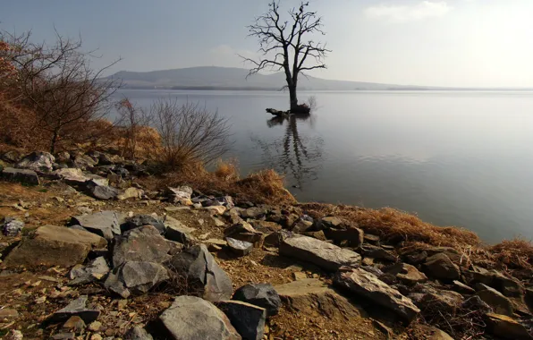 Tree, Lake, Czech Republic, The Czech Republic