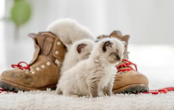 Look, cats, pose, kitty, kittens, light background, cute, faces