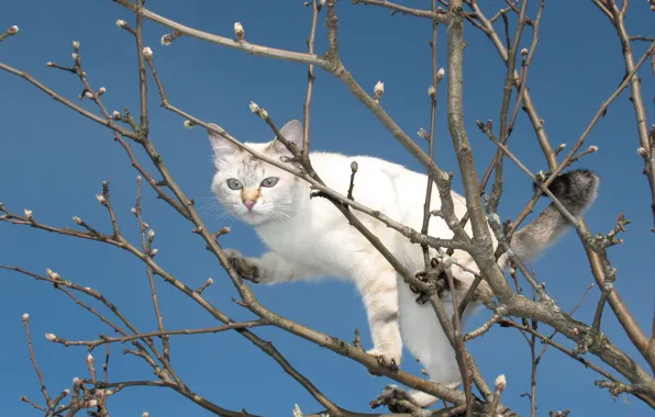 Branches, tree, spring, Kote