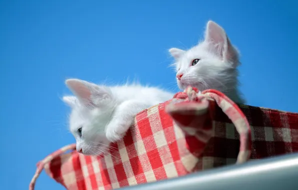 Look, cats, pose, kitty, kittens, a couple, basket, two kittens