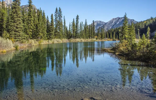 Greens, forest, mountains, river, tops, the bottom, ate, water surface