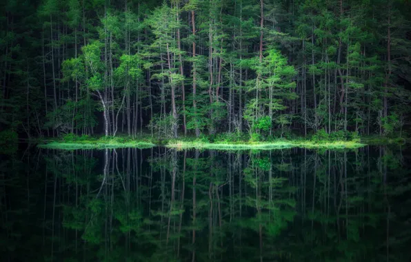 Picture forest, water, reflection, forest, water, reflection, Takeshi Mitamura