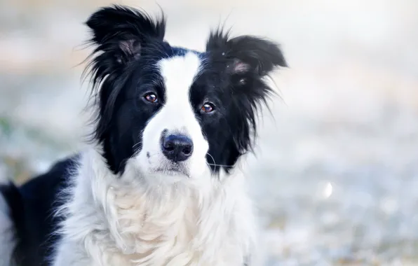 Look, portrait, dog, light background, bokeh, the border collie, Wallpaper from lolita777