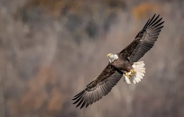 Flight, bird, eagle, bald eagle, wingspan