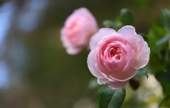 Macro, roses, buds, bokeh