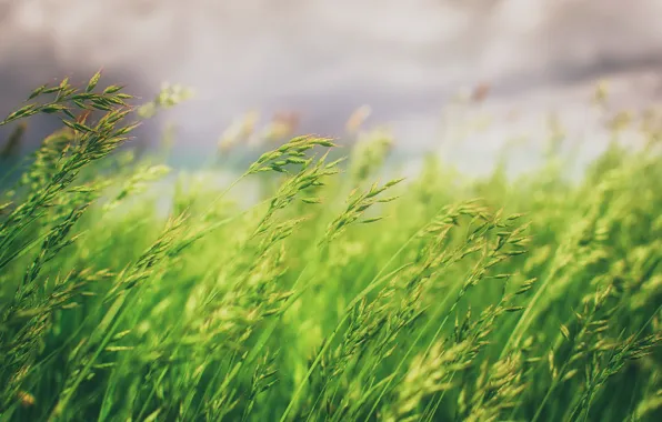 Grass, nature, background
