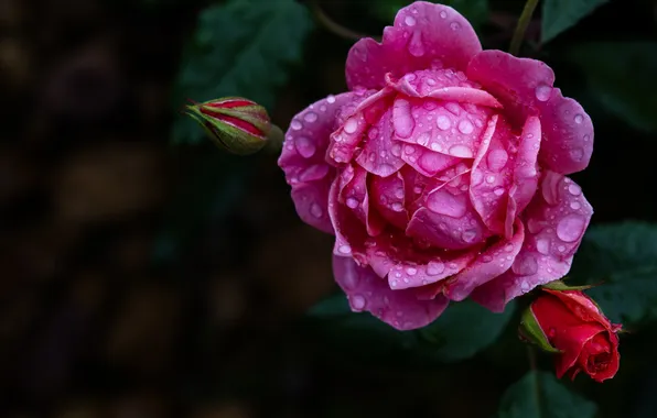 Flower, drops, macro, the dark background, pink, rose, petals, buds
