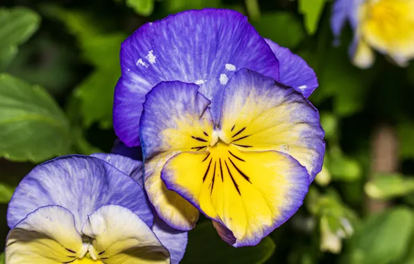 Macro, flowers, Pansy, lilac, yellow, viola