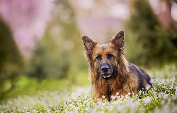 Look, flowers, nature, glade, dog, lies, face, German shepherd