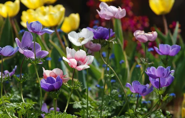 Picture colorful, Anemones, Anemone