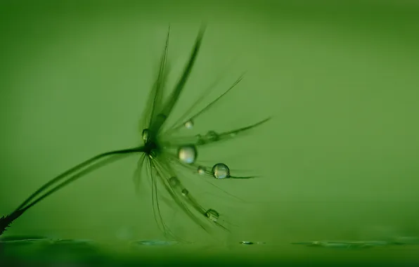 Water, drops, Rosa, blade of grass