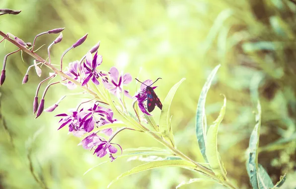 Leaves, flowers, branches, stems, wings, beetle, point, petals