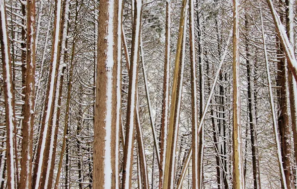 Winter, forest, nature