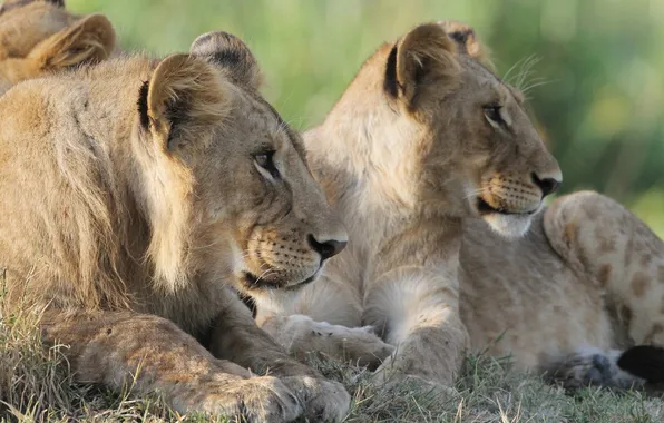 Picture grass, face, cats, profile, lions, the cubs