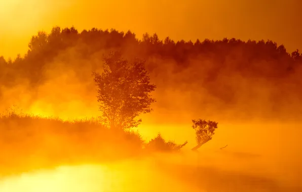 Trees, fog, river, dawn