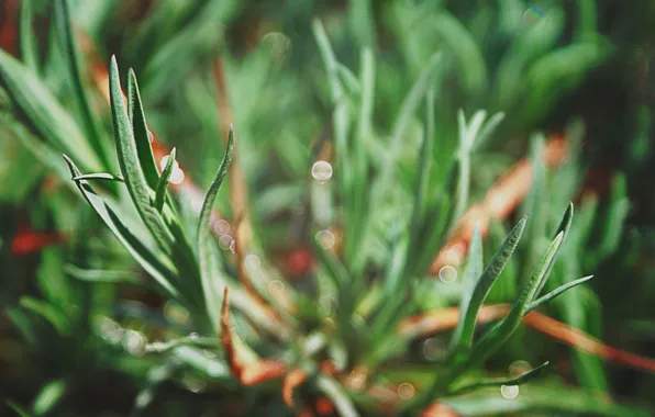 Picture leaves, macro, green, plant