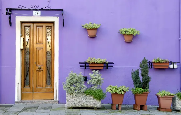 House, wall, the door, pot