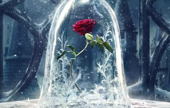Picture flower, patterns, rose, fantasy, poster, snow, Beauty and the Beast, Beauty and the beast
