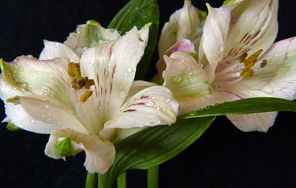 Drops, macro, white, macro, drops, Lily, lilies