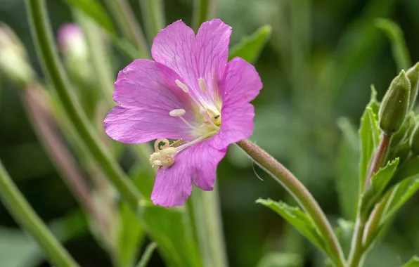 Wallpaper Flower Macro Meadow Flower Macro Meadow For Mobile And wallpaper-flower-macro-meadow-flower-macro-meadow-for-mobile-and