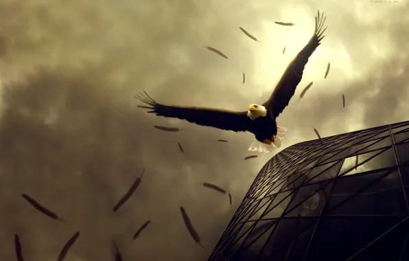 Eagle, Nature, bald eagle, flap