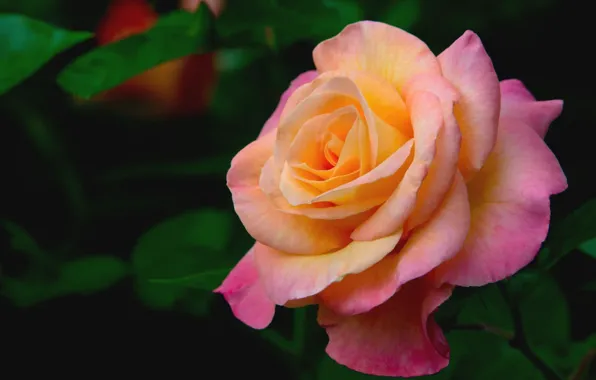 Picture macro, roses, beauty