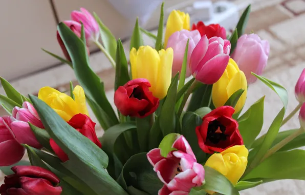 Flowers, spring, Tulips