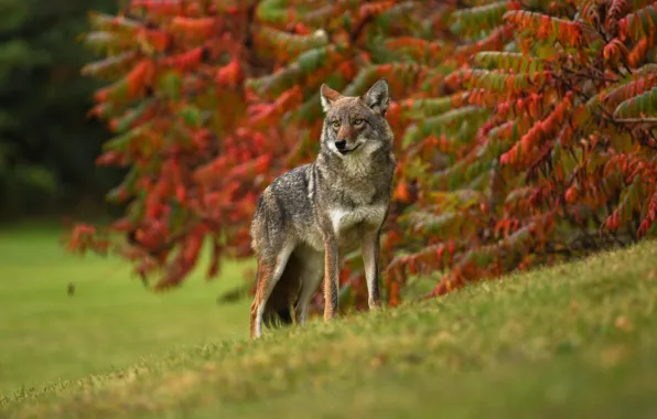 Picture autumn, grass, look, leaves, branches, red, nature, pose