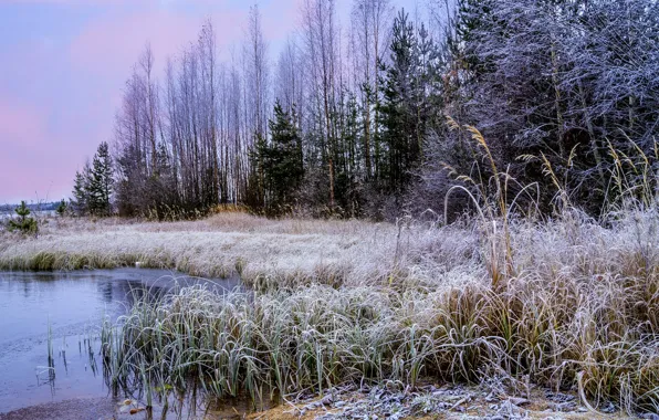Winter, frost, grass