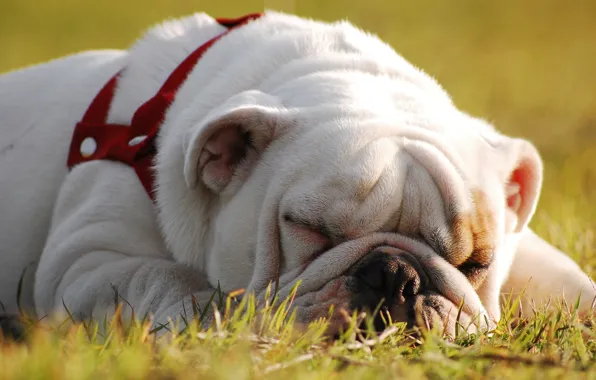 Stay, sleep, dog, English bulldog