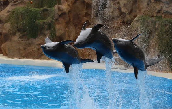 Picture water, squirt, jump, dolphins