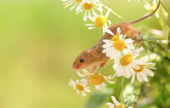 Greens, flowers, chamomile, plants, mouse, little, field