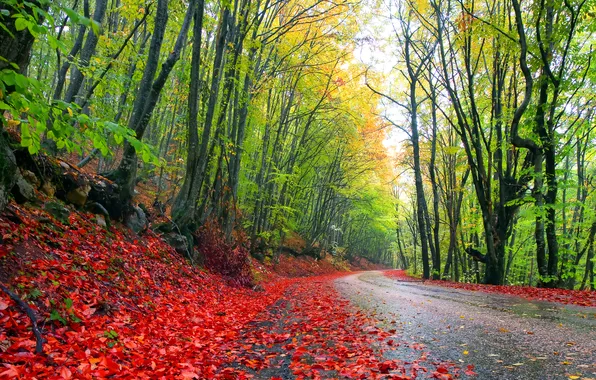 Road, autumn, forest, leaves, trees
